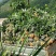 【金钻17号凤梨】超市，加工厂，批发商，，所有渠道基直供