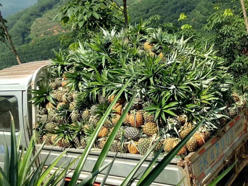 【金钻17号凤梨】超市，加工厂，批发商，，所有渠道基直供