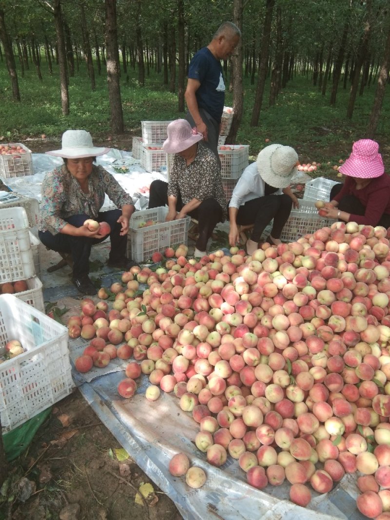 突围桃，量大，上市集中，个头75起步，颜色好