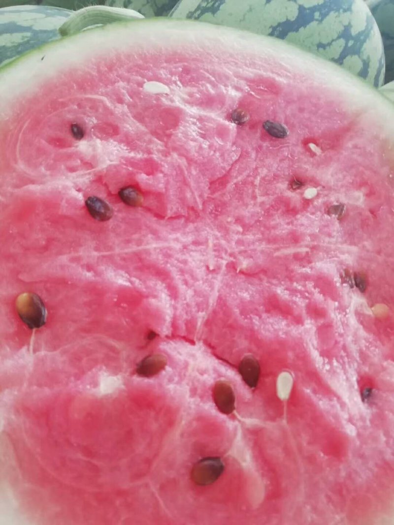 美都西瓜，可以视频看货