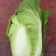 河北定州大量供应黄心白菜