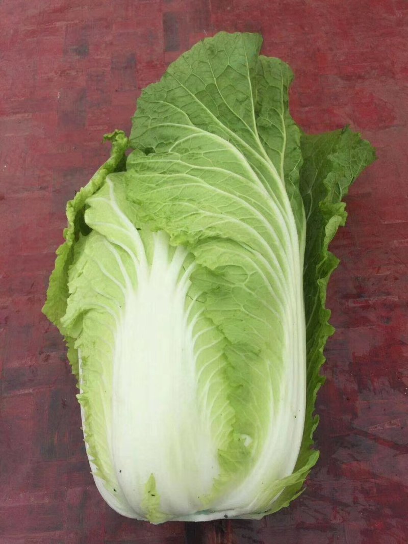 河北定州大量供应黄心白菜