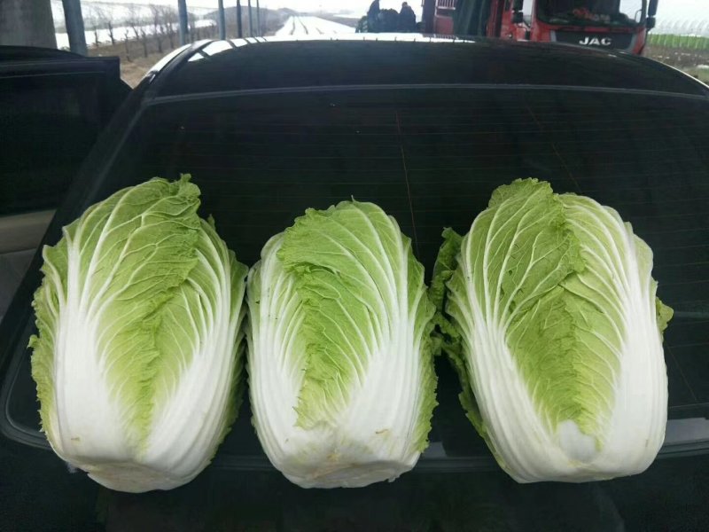 河北定州大量供应黄心白菜