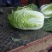 河北定州大量供应黄心白菜