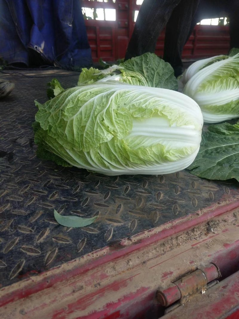 河北定州大量供应黄心白菜