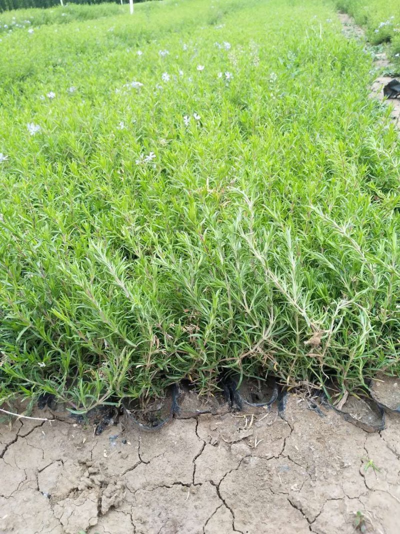 福禄考（芝樱）基地直发可视频看货量大价优