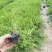 福禄考（芝樱）基地直发可视频看货量大价优