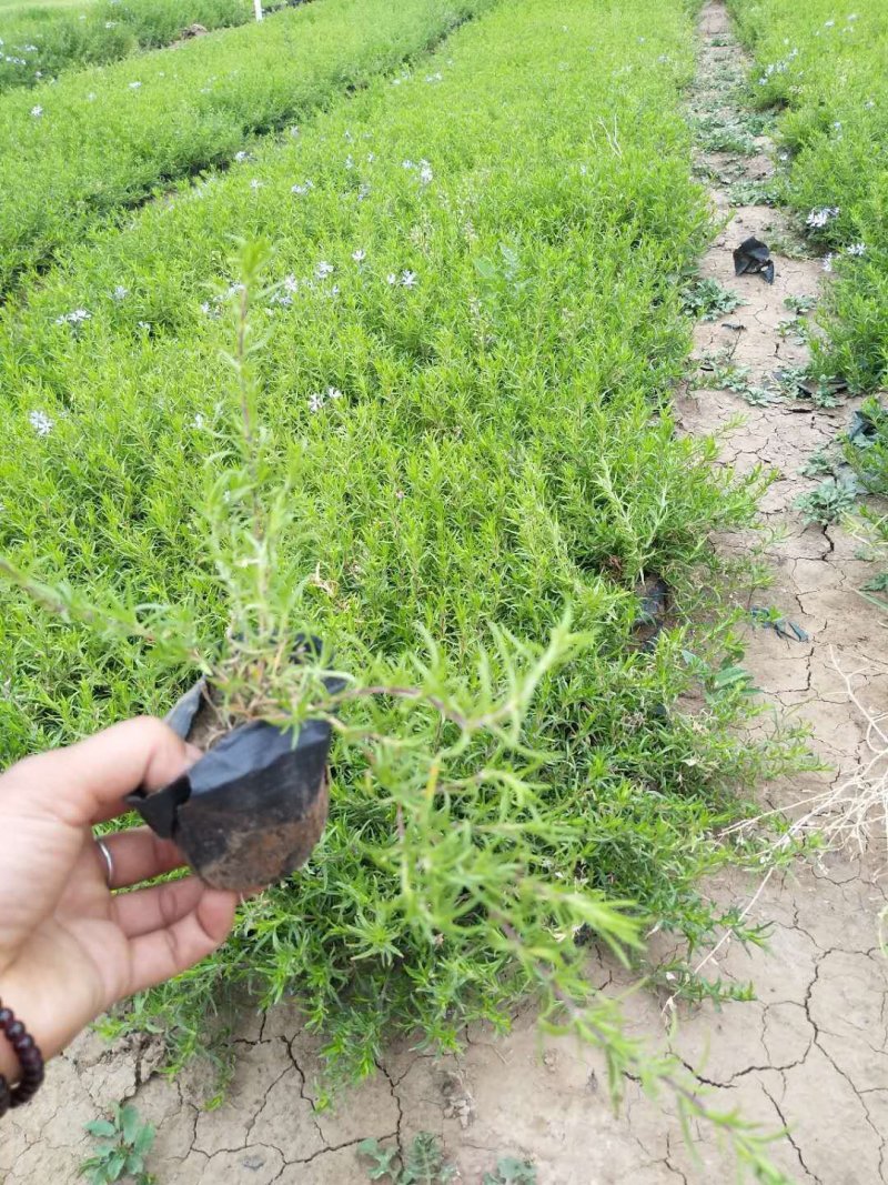 福禄考（芝樱）基地直发可视频看货量大价优