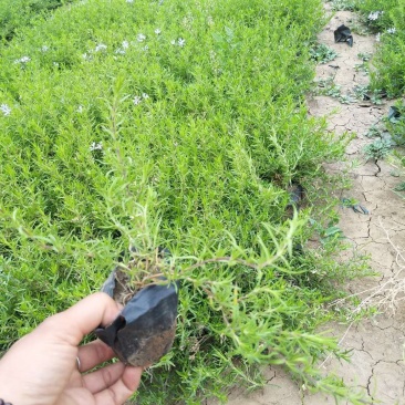 福禄考（芝樱）基地直发可视频看货量大价优