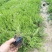 福禄考（芝樱）基地直发可视频看货量大价优