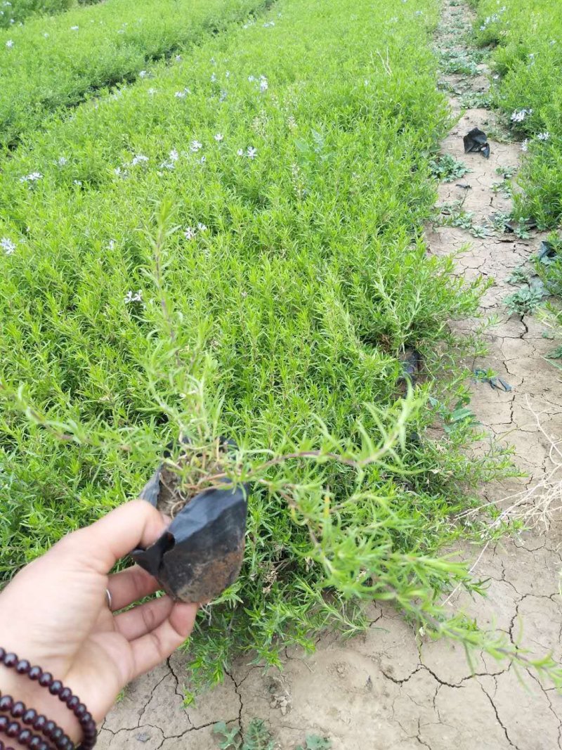 福禄考（芝樱）基地直发可视频看货量大价优