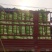 河北定州蔬菜基地黄心白菜大量上市