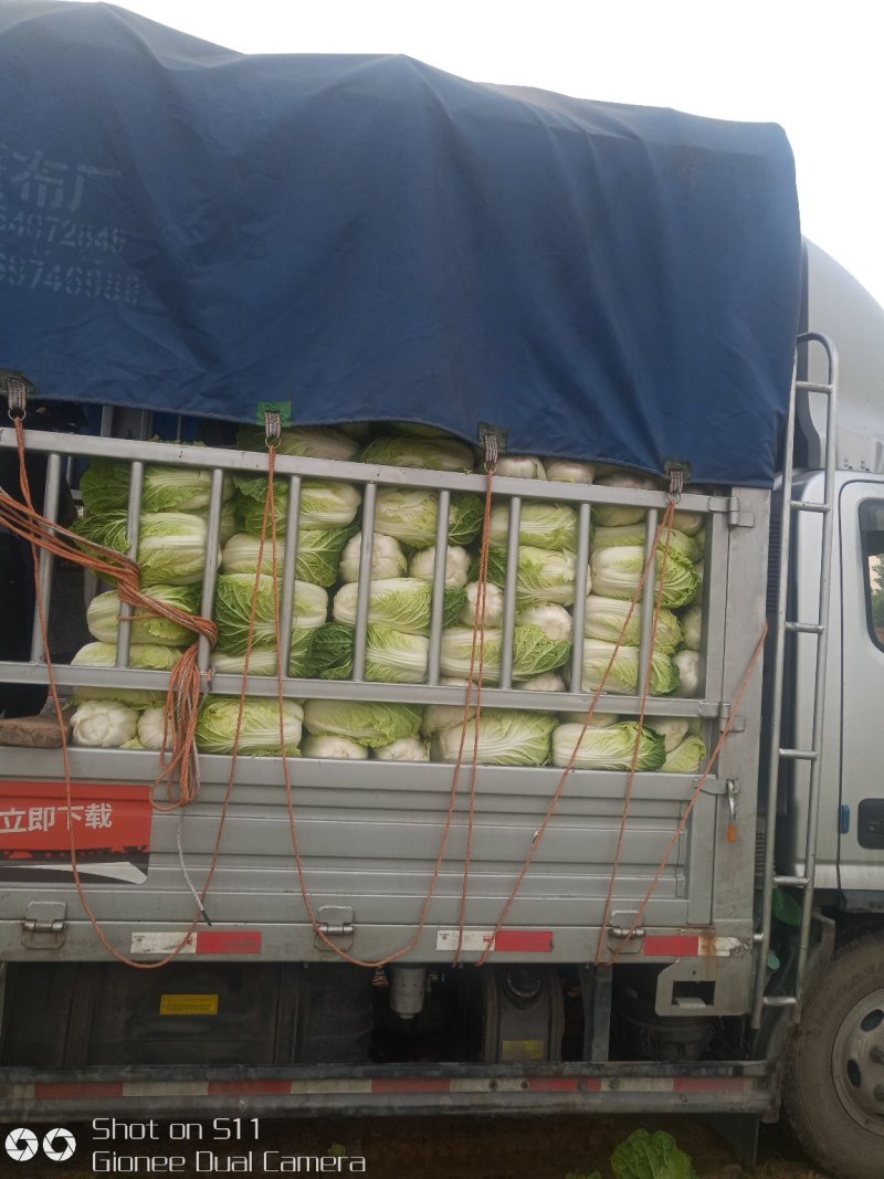 河北定州蔬菜基地黄心白菜大量上市
