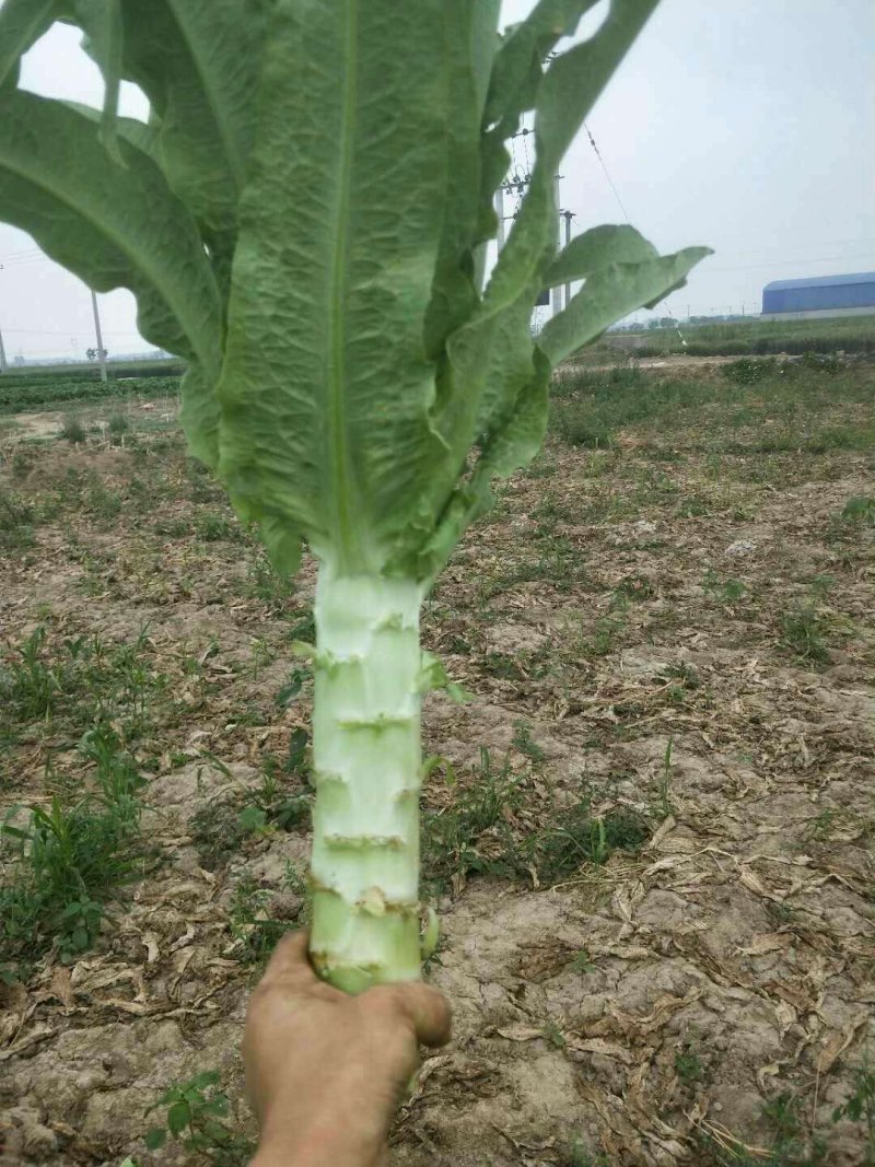 莴苣1.5~2斤40~50cm