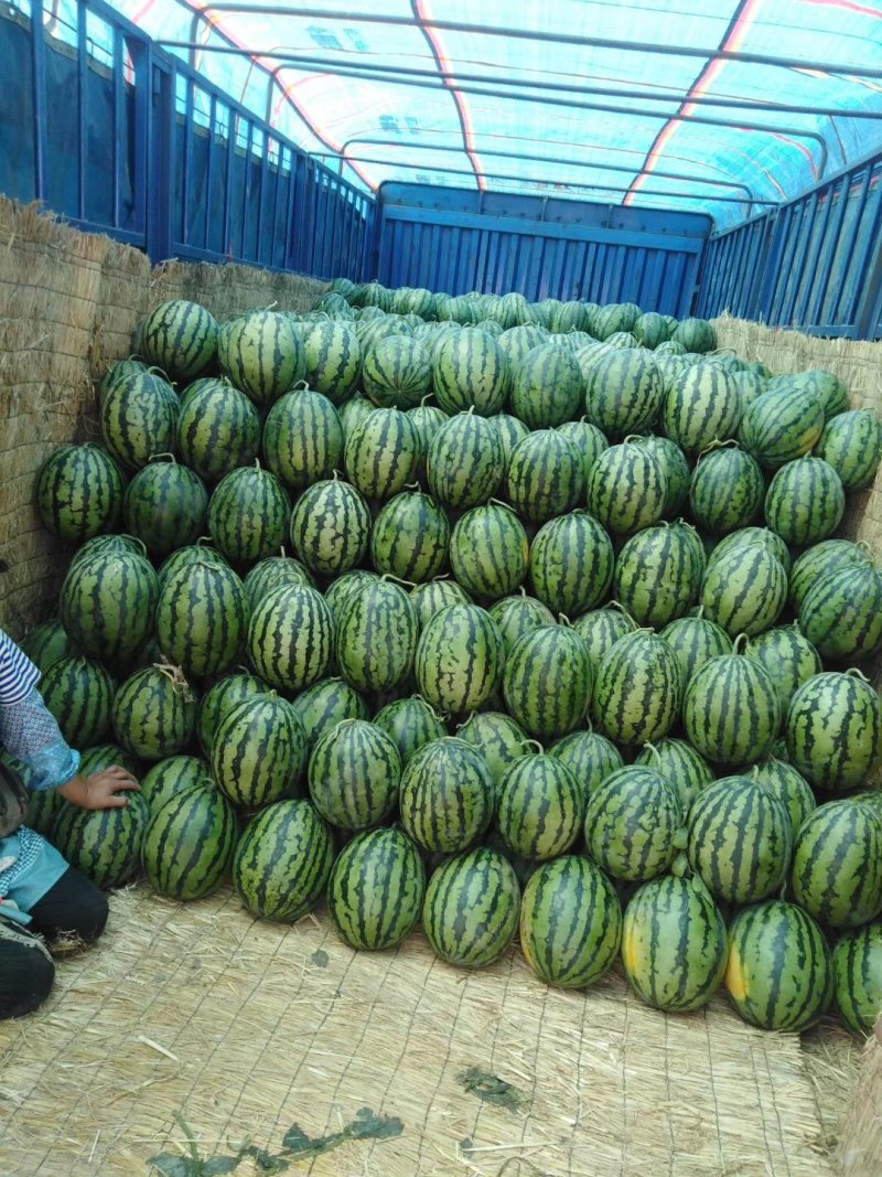 蒲城甜王西瓜大量上市，品质保证诚信经营货全国发货