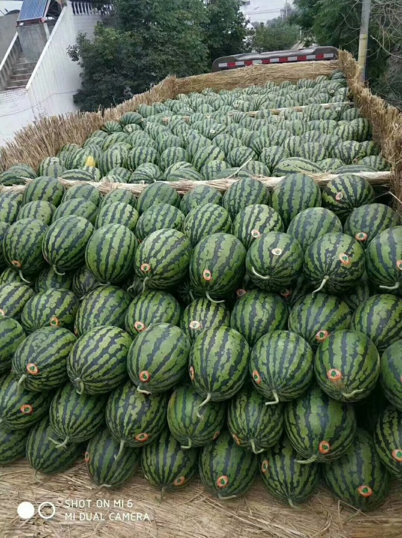 蒲城甜王西瓜大量上市，品质保证诚信经营货全国发货