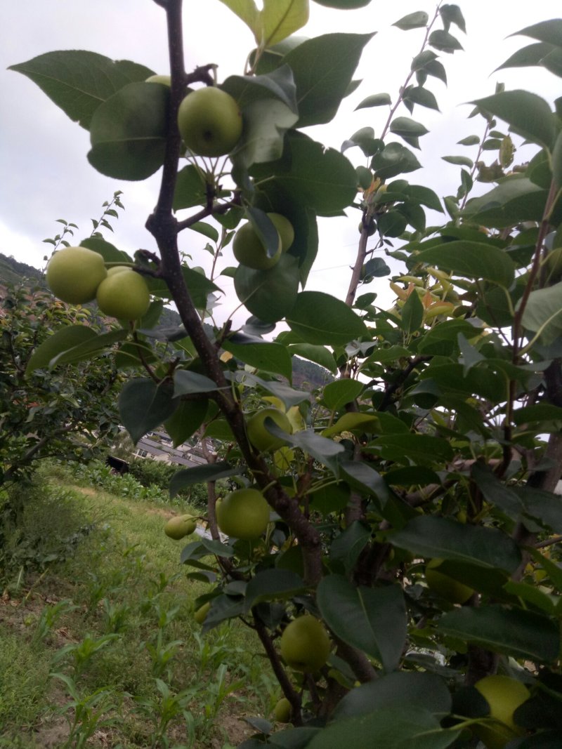 攀枝花早熟一号，1259大量上市