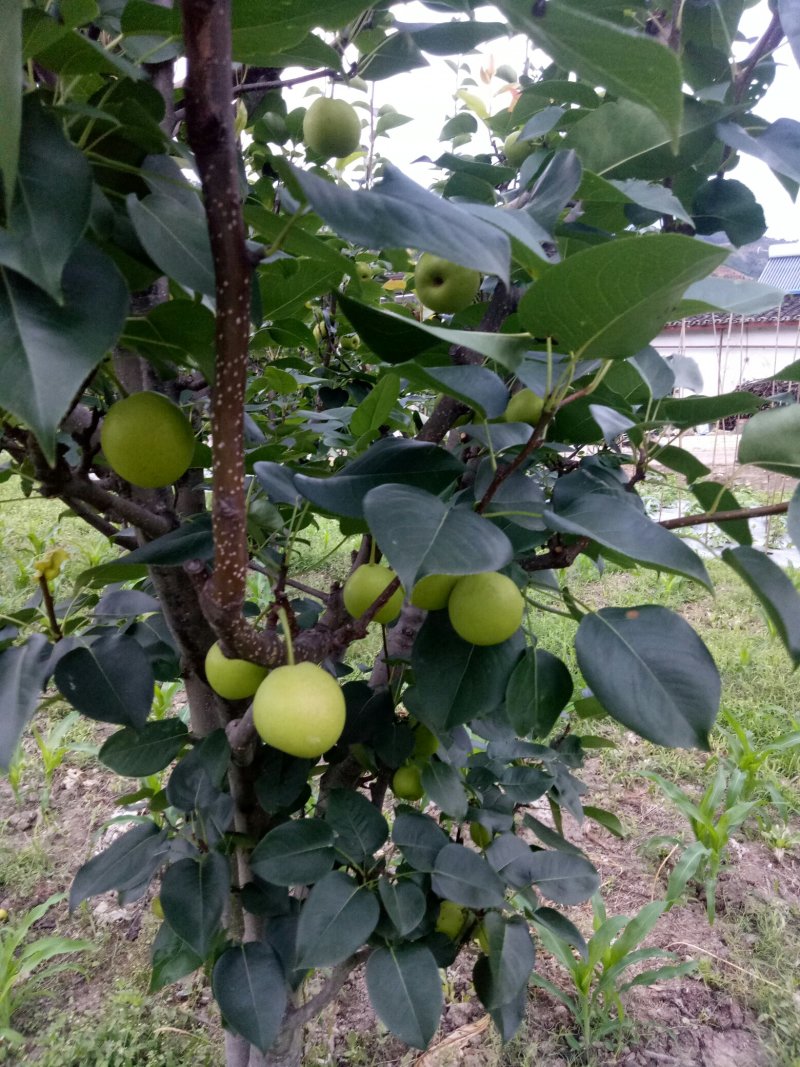 攀枝花早熟一号，1259大量上市