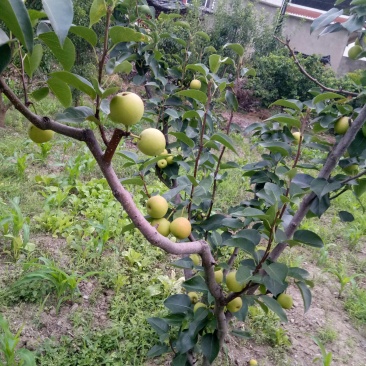 攀枝花早熟一号，1259大量上市