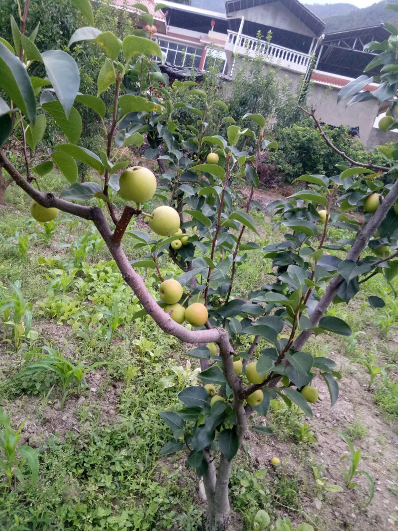 攀枝花早熟一号，1259大量上市