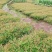 蓝天竹30-80厘米高