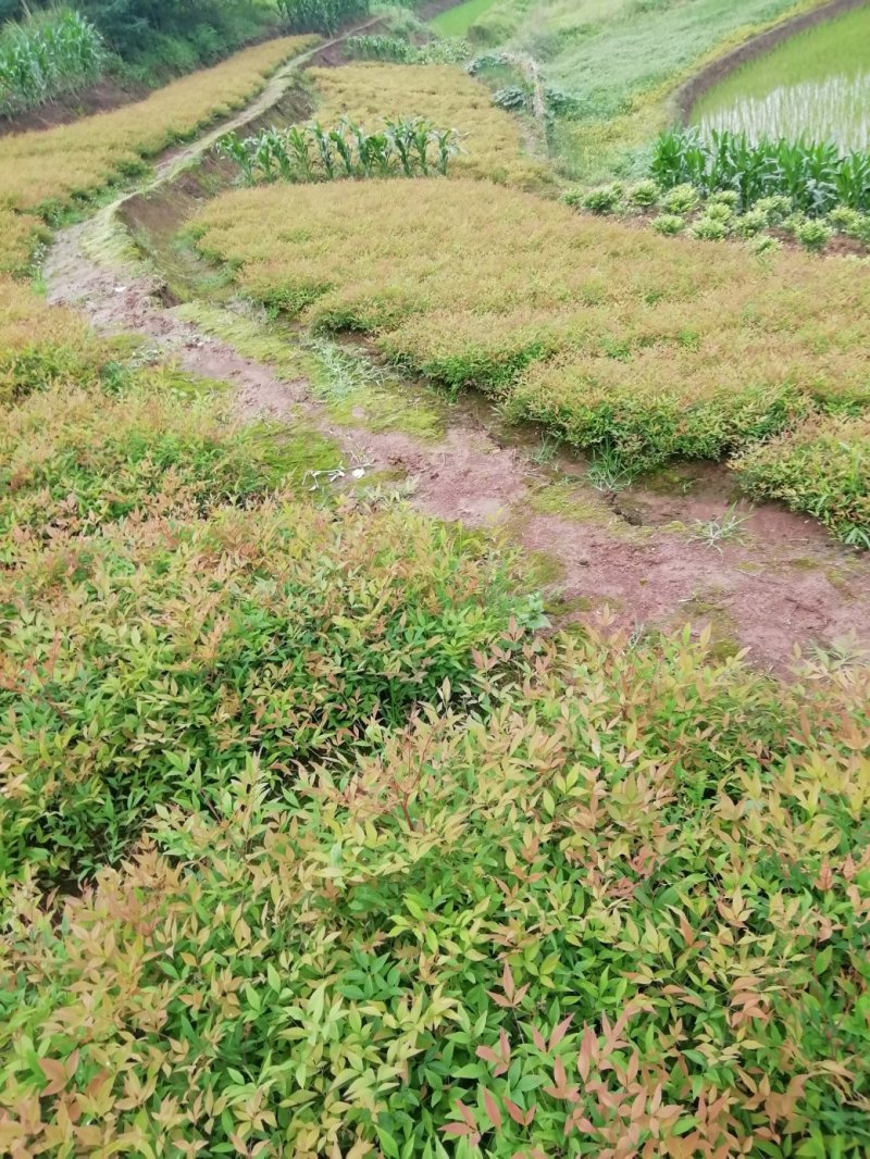 蓝天竹30-80厘米高