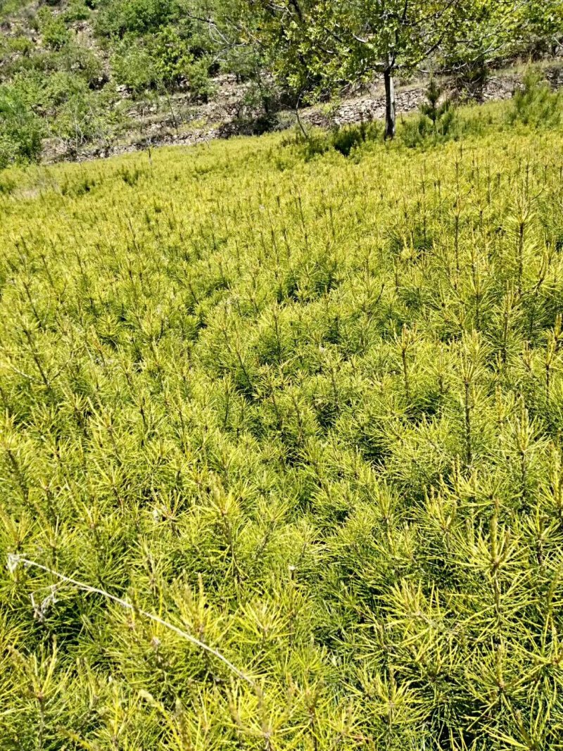 油松杯苗大油松产地直销量大从优一手货源服务态度