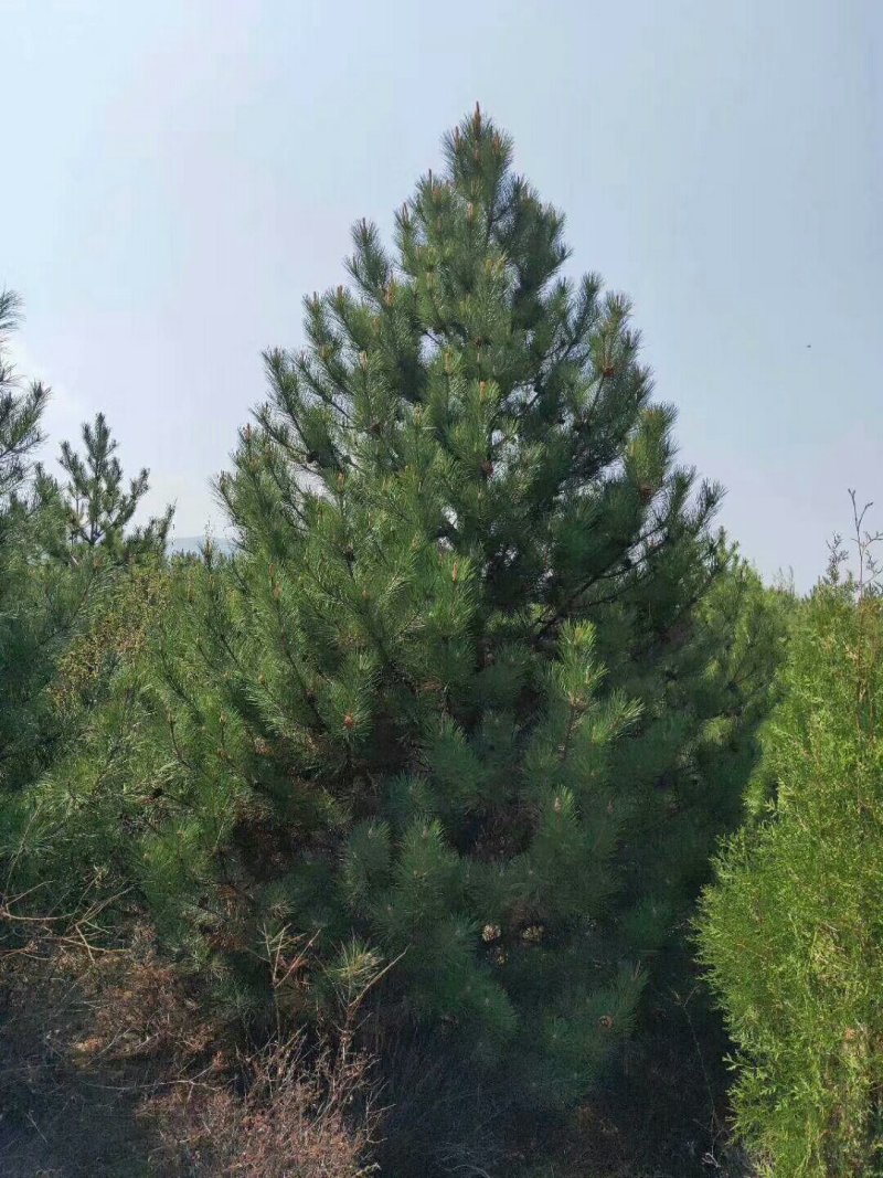 油松杯苗大油松产地直销量大从优一手货源服务态度