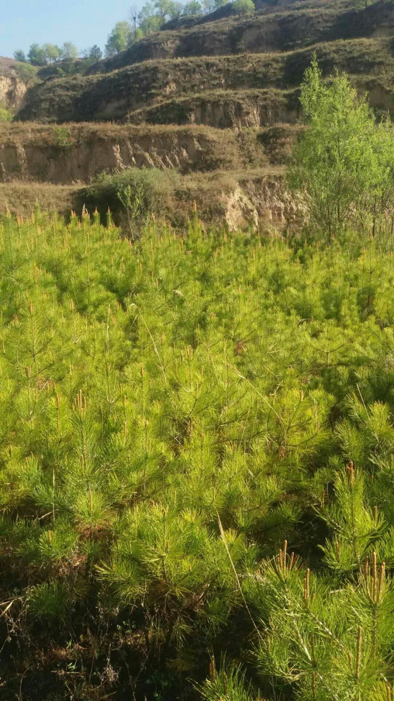 油松杯苗大油松产地直销量大从优一手货源服务态度