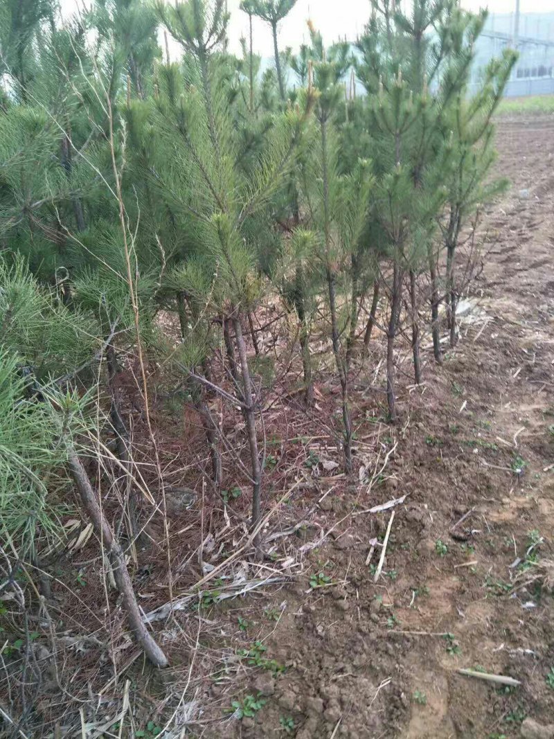 油松杯苗大油松产地直销量大从优一手货源服务态度