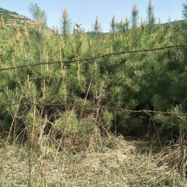 油松杯苗大油松产地直销量大从优一手货源服务态度