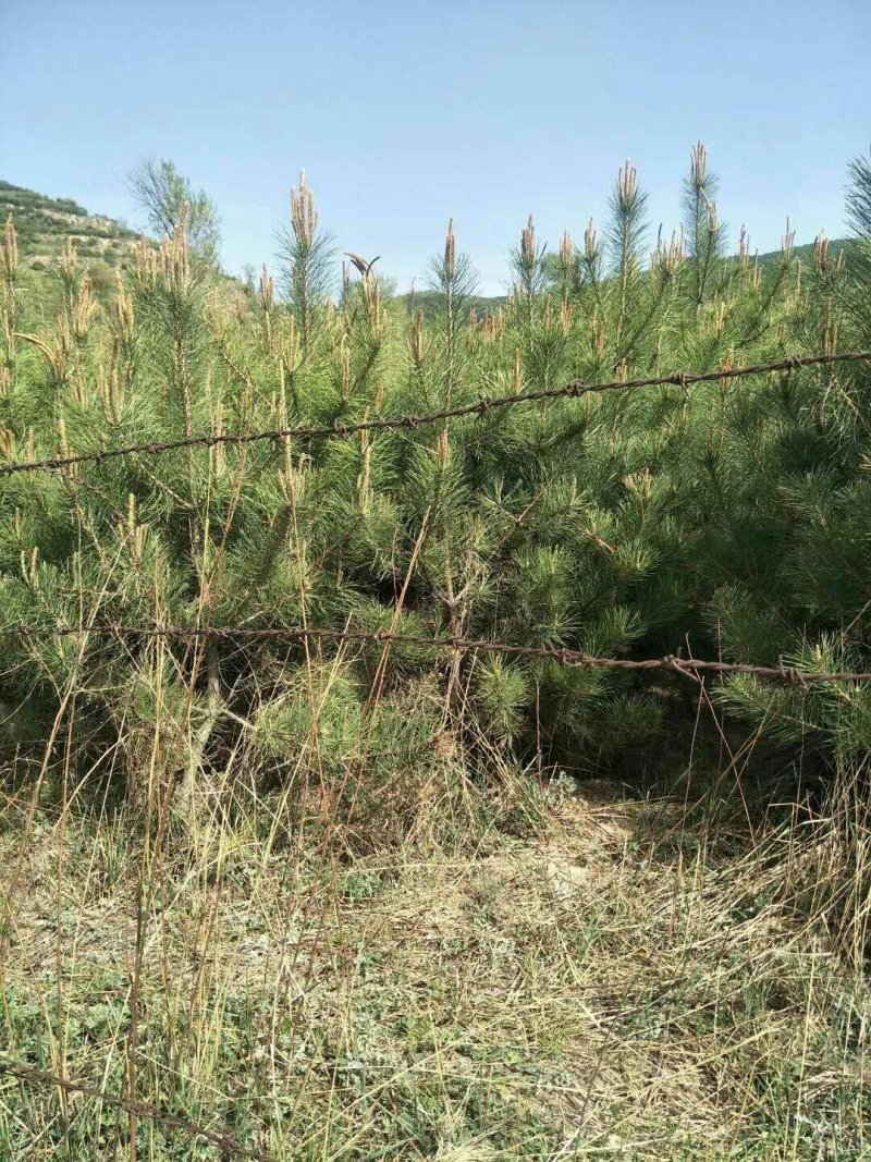 油松杯苗大油松产地直销量大从优一手货源服务态度