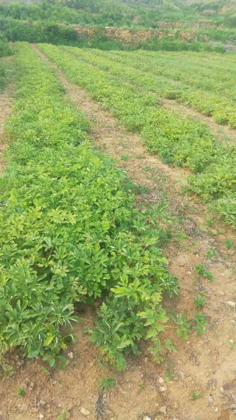 赤芍苗基地直销大量出售保证质量现要现挖