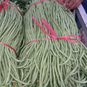大量批发，长豆角，价格低，质量好