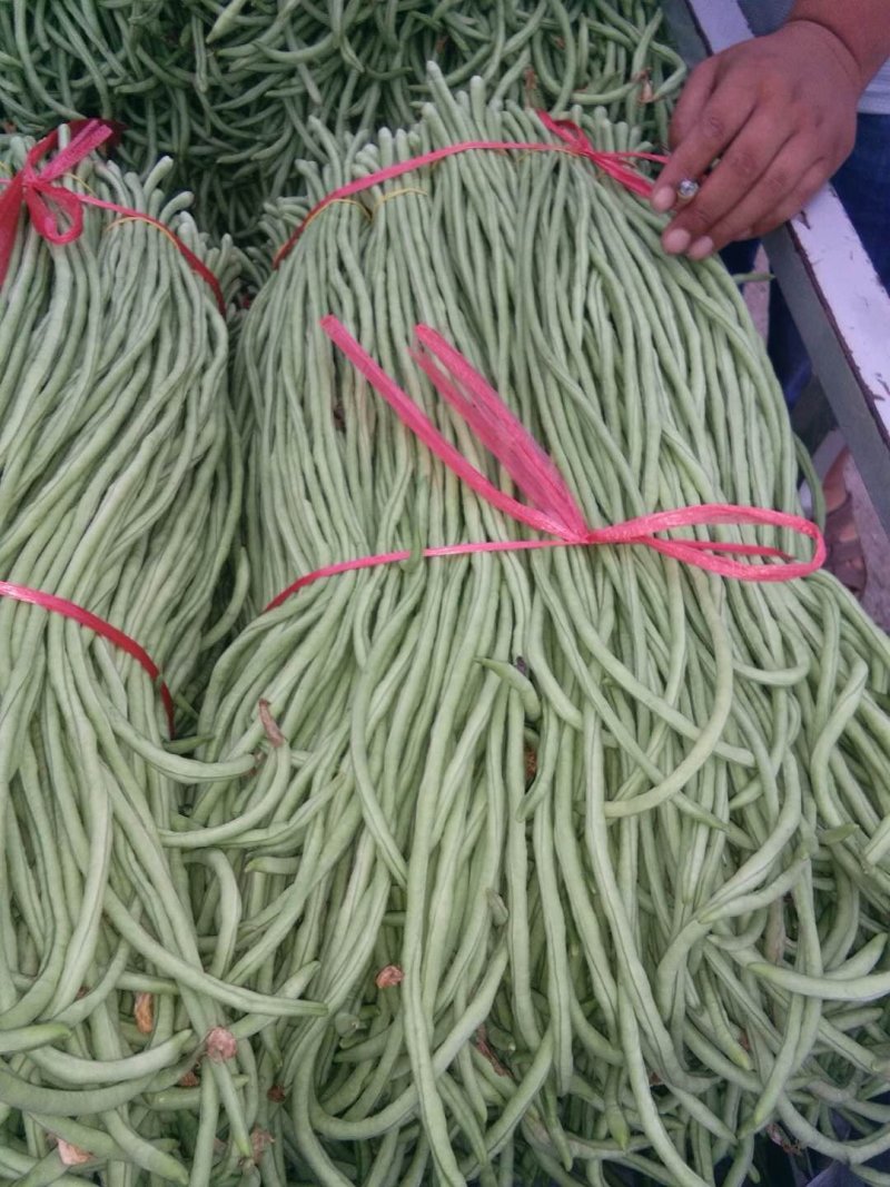 大量批发，长豆角，价格低，质量好