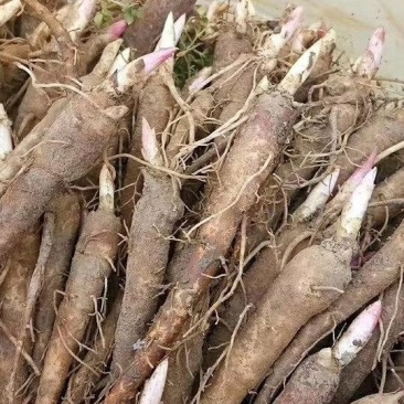赤芍苗基地直销大量出售保证质量现要现挖