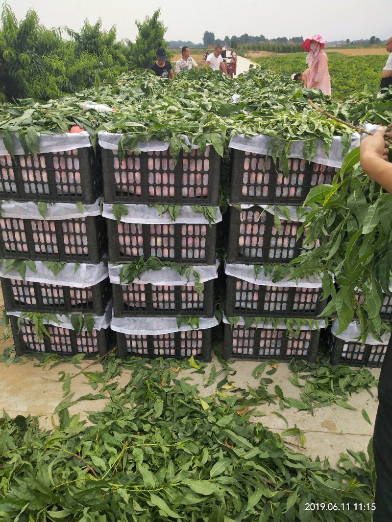 精品郑三纸袋毛桃大量上市果面光滑，进园看货议价，价格随行