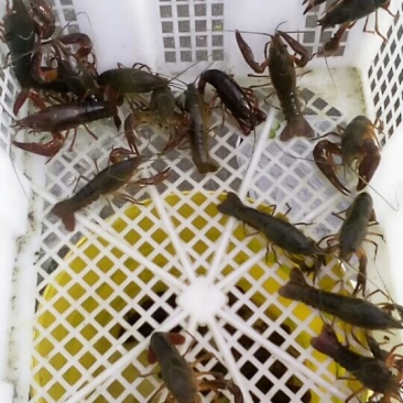 美味小龙虾