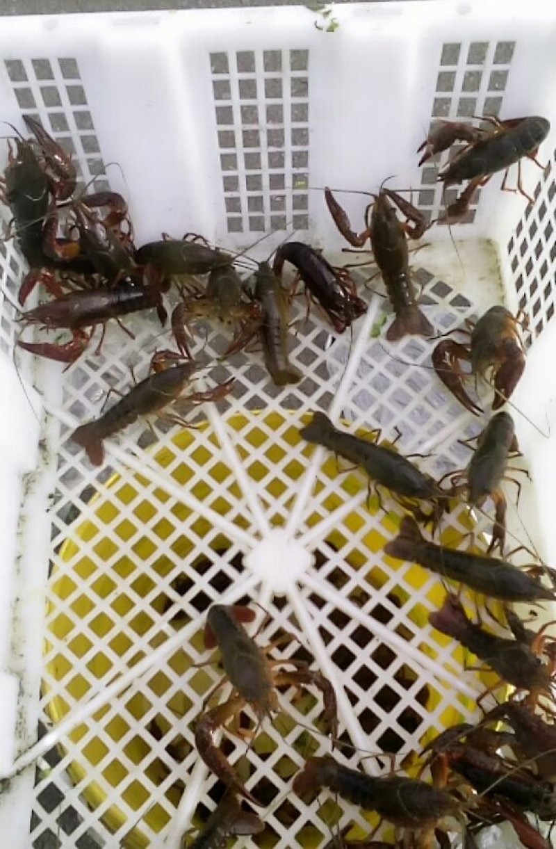 美味小龙虾