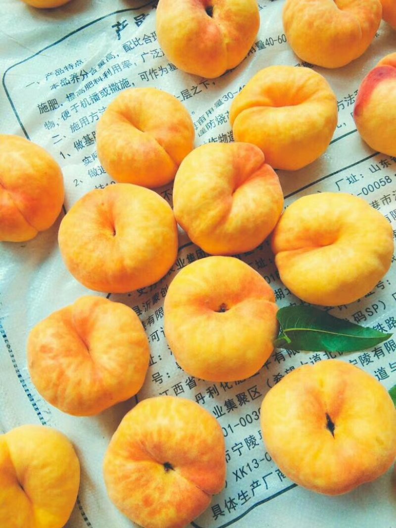 黄金蟠桃黄桃水蜜桃油蟠桃，新鲜采摘，果园直发