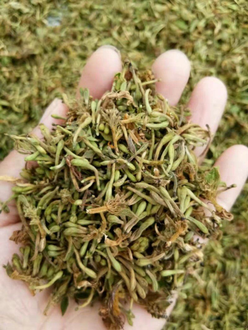 金银花