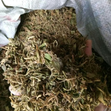 金银花