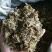 金银花