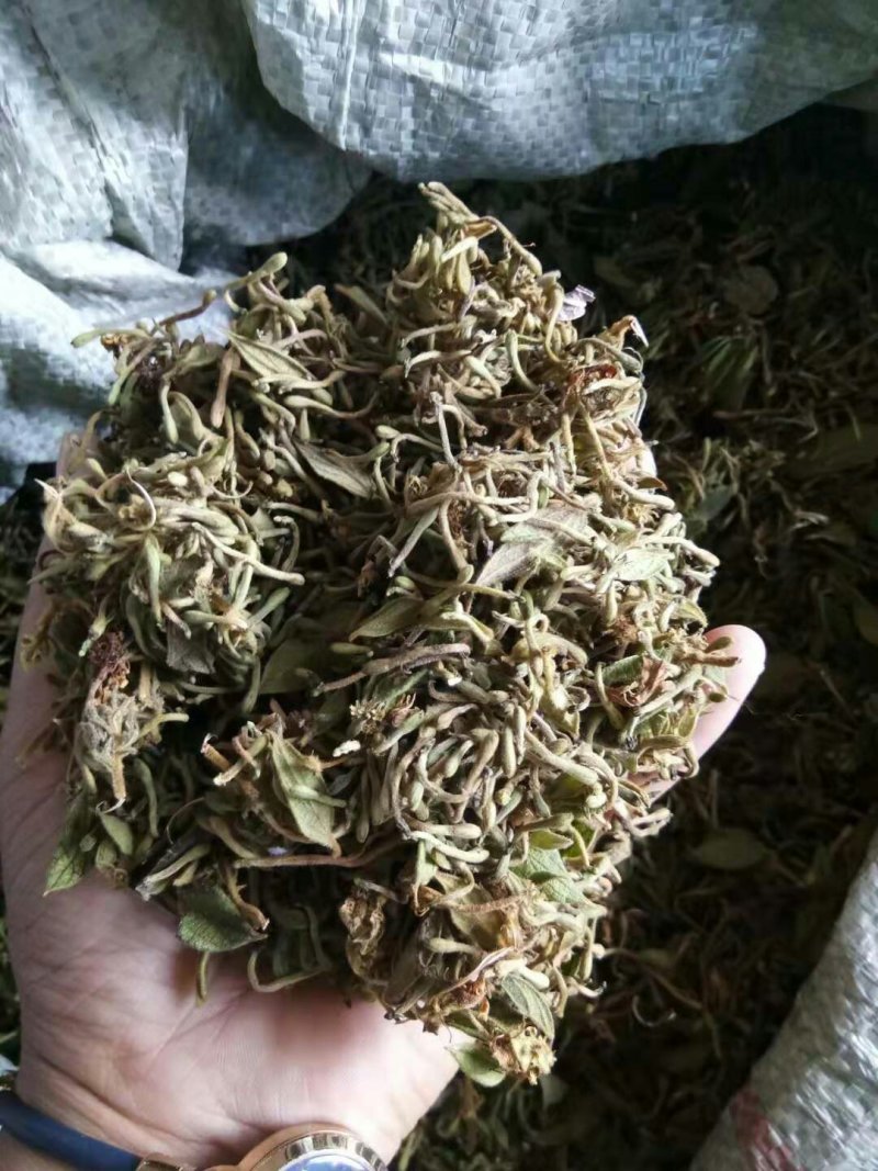 金银花