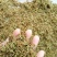 金银花