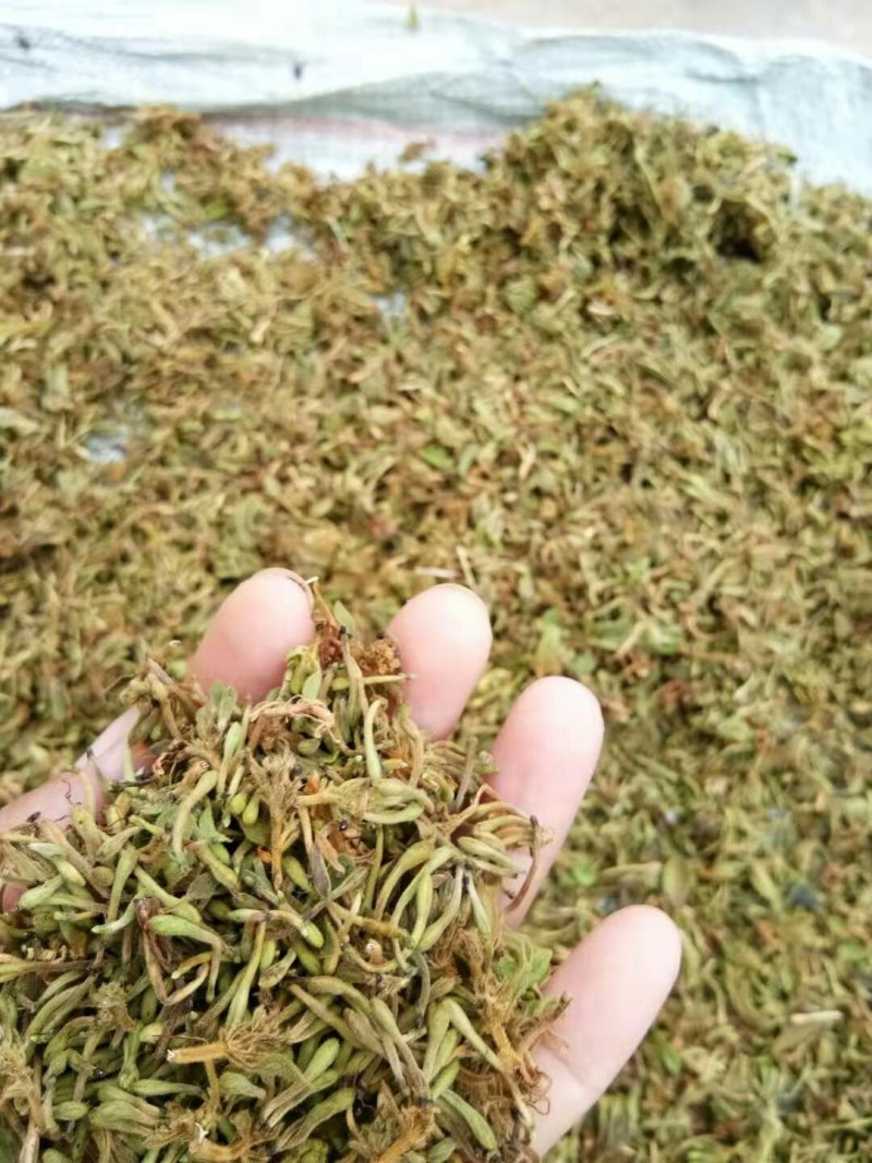 金银花
