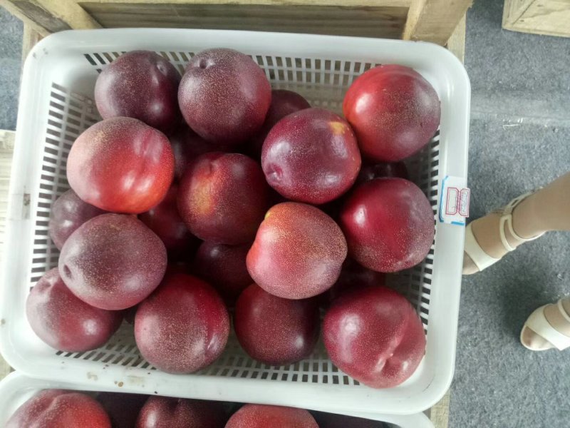 黄肉油桃