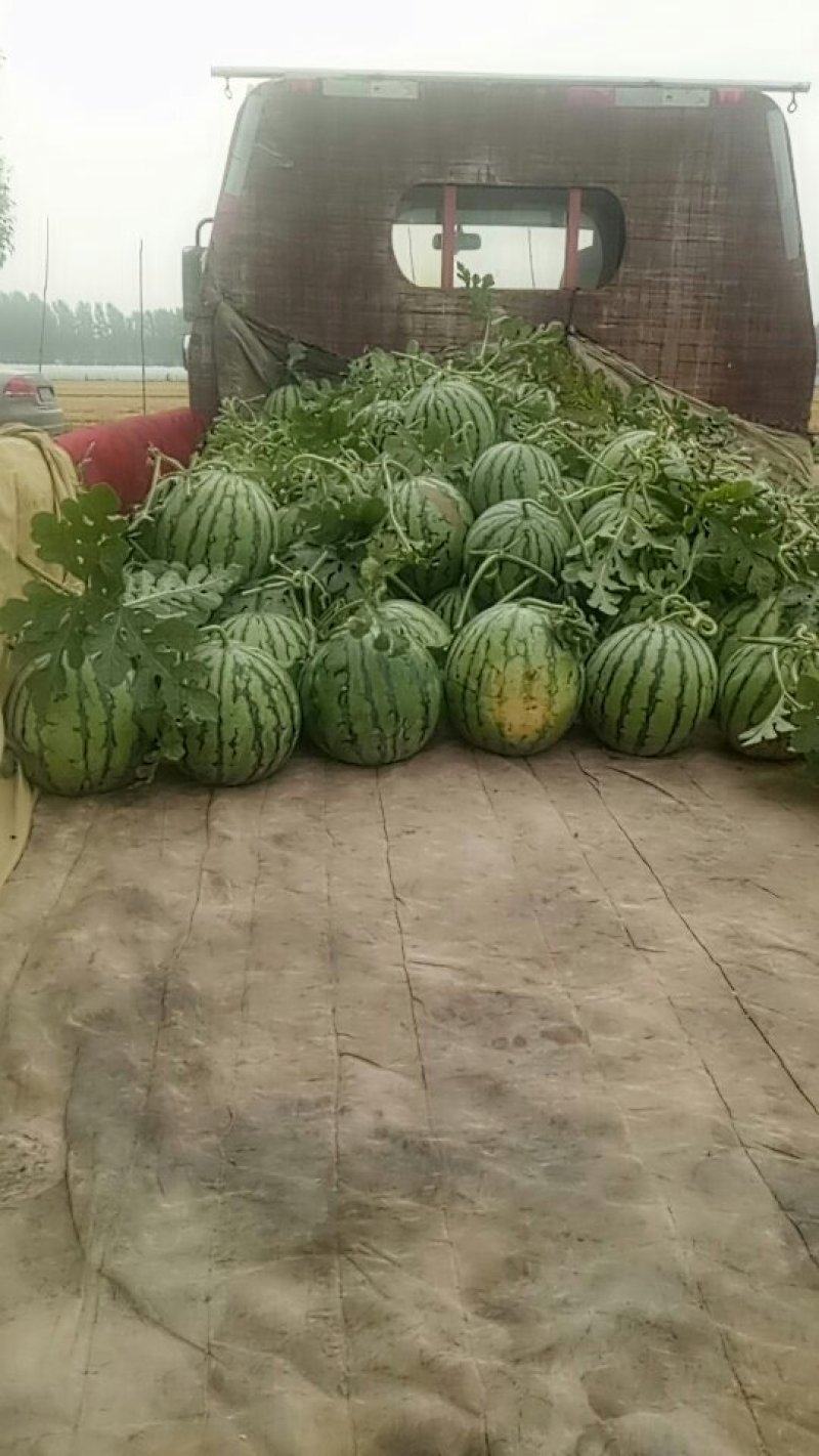 8424成熟上市