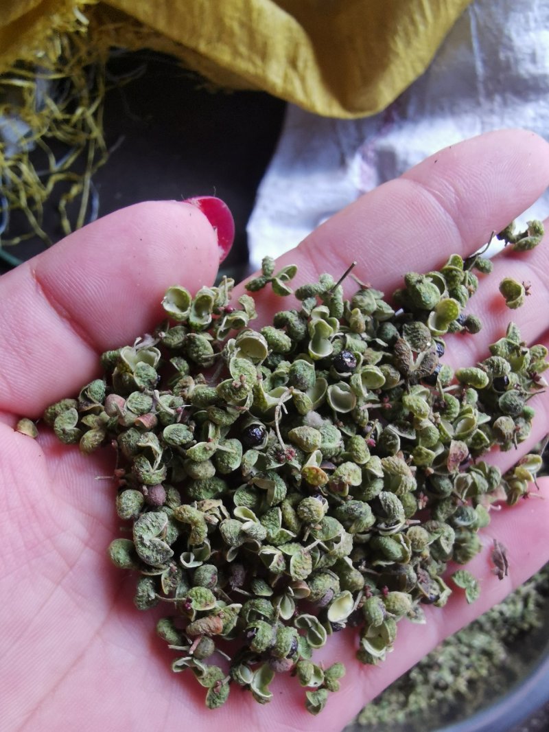 【精品】大红袍花椒自然晒干自产自销保质保量量大从优