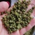 【精品】大红袍花椒自然晒干自产自销保质保量量大从优